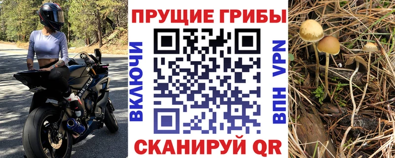 где найти   Кадников  Псилоцибиновые грибы мухоморы 